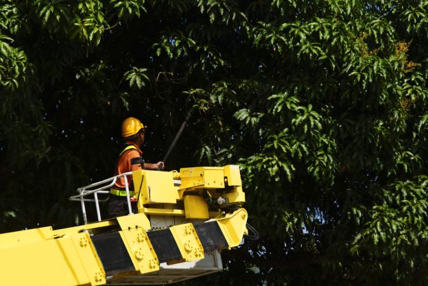 Climber trimming tree branches from a yellow bucket lift in a lush green setting for property maintenance.
