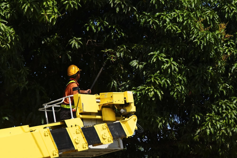 Climber trimming tree branches from a yellow bucket lift in a lush green setting for property maintenance.